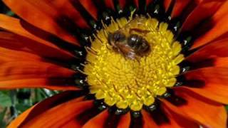 OLIVIA HIME   " ESTRELA GURIA "