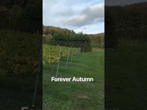 Heading into Autumn #vineyards #vineyard #autumn #englishwine