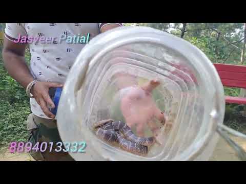 भारत के सबसे बिषैले साँप का चारपाई के बीच से रैस्क्यू ।#snake #krait #python#yt#nature#animals#video