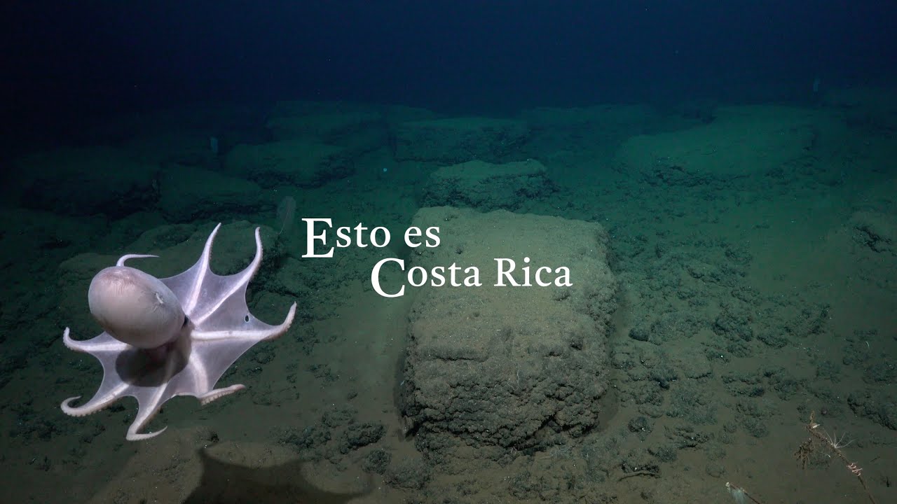 Al País de Aguas Profundas | Octopus Odyssey - Week 2