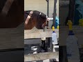 Making A Baby Horse Equestrian Florida Explore Fyp Stallion Breeding