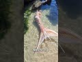 Mermaid Discovered Washed Up On Beach In Jamaica