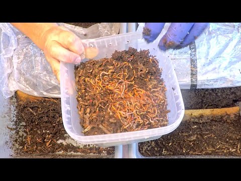 Haul-out of migrating ANCs from 320-day worm bins to launch 2 new systems - vermicompost