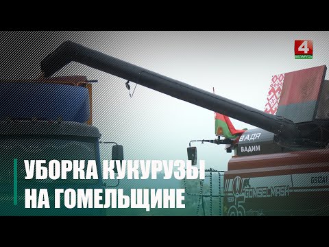 19 000 тонн кукурузы на зерно убрано на Гомельщине