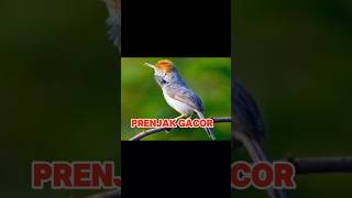 Download lagu prenjak gacor tirrrrrr#shorts #shortfeed #plz_subscribe_my_channel mp3 Download lagu prenjak gacor tirrrrrr#shorts #shortfeed #plz_subscribe_my_channel mp3