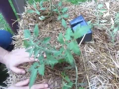 Straw bale garden part 2-putting the plants into the bales