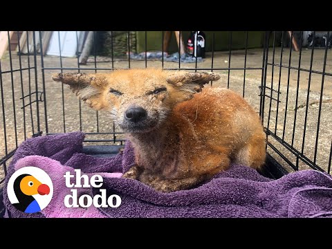 Sick Wild Fox Gets So Pretty And Playful | The Dodo Wild Hearts