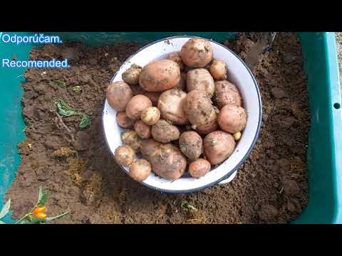 , title : 'Pestovanie zemiakov v nádobách..Growing potatoes in pots..Выращивание картофеля в горшках....在花盆里种土豆'