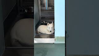 Video preview image #1 Siberian Husky Puppy For Sale in Pasadena, CA, USA