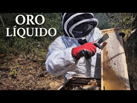 ORO LÍQUIDO: Conviviendo con MILES DE ABEJAS en Montes de Oro 🐝🍯