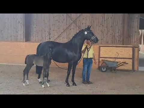 Hf.v.Feliciano Danone Hohenstein 16 Tage alt