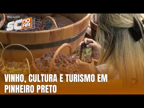 Primeira vindima de Pinheiro Preto promete impulsionar turismo local