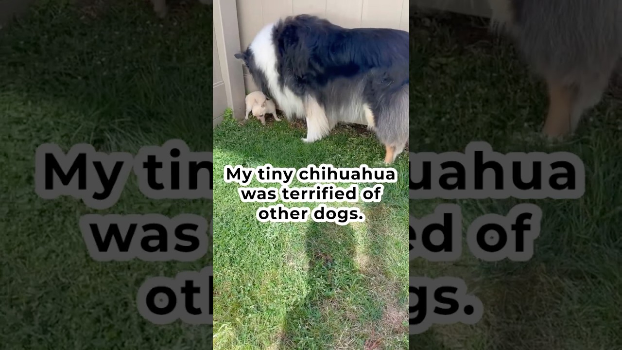 Helping a nervous Chihuahua socialize #chihuahua #puppy