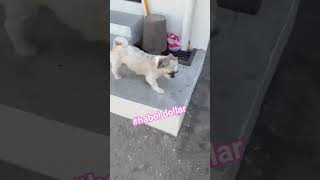 Download lagu HABULIN MO DOLLAR SI TATAY RON MO KUNG SINO MAUUNA SA UNAHAN#happygoodvibes #shortvideo#pangasinan mp3