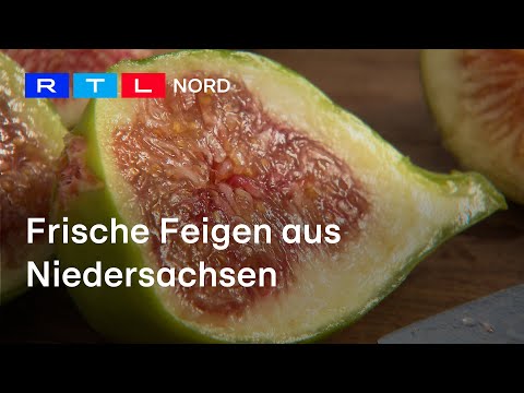 Feigenzucht in Norddeutschland | So gelingt der Anbau