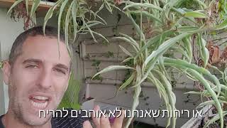 ירקה מצוייצת (צמח העכביש) לתוך הבית ולאזורים מוצלים