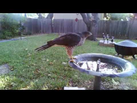 Cooper's Hawk - nature cam
