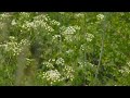 What you need to know about poison hemlock