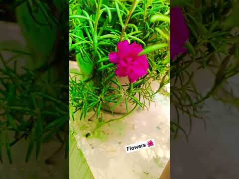 #flowers short