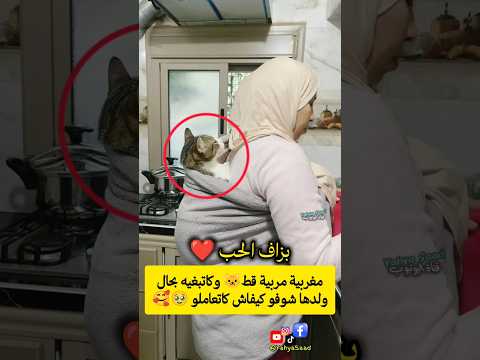مغربية مربية قط🐱 وكاتبغيه بحال ولدها شوفو كيفاش كاتعاملو 🥹🥰