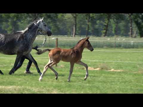 Hengstfohlen von Fusionist