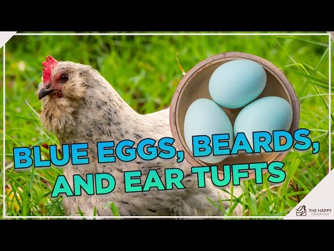 Araucana Chickens — ultimate guide to blue egg layer