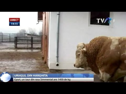 distribuția geografică a teniei taurului