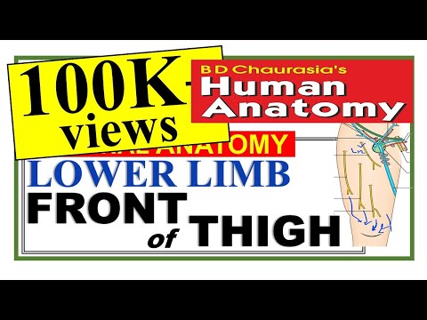 Chp3 | Front of Thigh | Lower Limb | Femoral Triangle | Femoral Hernia | BD Chaurasia