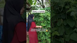 Download lagu Isteri pake bahasa jawa, suami pake bahasa sunda #jawasunda #nikahbedadaerah #anakmertua #shorts mp3 Download lagu Isteri pake bahasa jawa, suami pake bahasa sunda #jawasunda #nikahbedadaerah #anakmertua #shorts mp3
