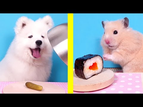 Hamster 🐹 Cat 🐱 Dog 🐶 FUNNY REACTIONS to NEW FOOD