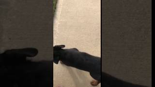 Video preview image #1 Rottweiler Puppy For Sale in RICHMOND, TX, USA