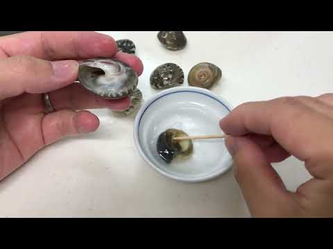 How to eat Nagami snails: Want to easily and cleanly remove the contents of the snail? Knowing ho...