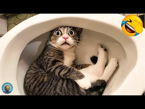 Animali Divertenti 😂 I Video di Cani e Gatti più Divertenti 🐶😺 #3