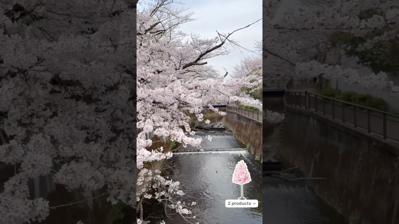 Sakura in Tokyo 3.30.2026 🌸 東宝の桜 #sakura  #ochikeron