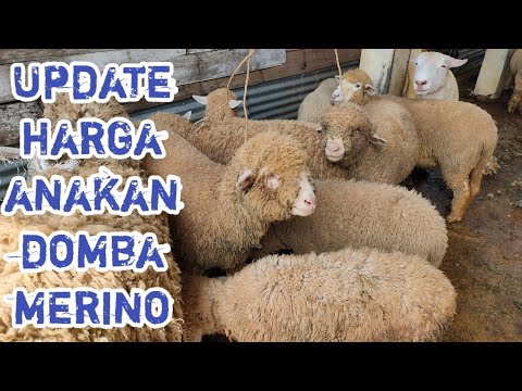 , title : 'UPDATE HARGA ANAKAN DOMBA MERINO DI PASAR HEWAN SUKOREJO KENDAL'