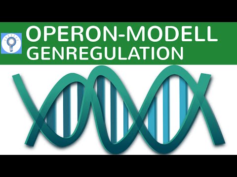 Operon Modell - Genregulation bei Prokaryoten einfach erklärt - Genregulation 1 | Genetik