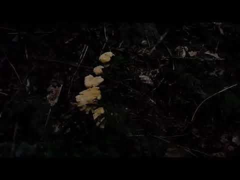 lisicarke,chanterelles&mliječnice,Lactarius piperatus, picking in the rain.Sanski Most 01.07.2023