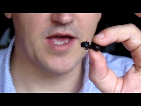 Paul Blok eats hormiga culona 'big assed ants', Bucaramanga