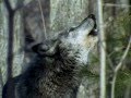 Волк - Волчья доля 