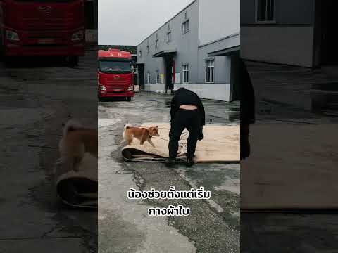 ไม่ใช่แค่สัตว์เลี้ยง แต่นี่คือ 