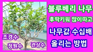 블루베리 나무 후딱키워 많이따고 조경수로 키워 몸값 수십배 올리는 방법 블루베리 키우기,재배방법,가지치기,전…