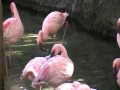 Disney World Flamingos