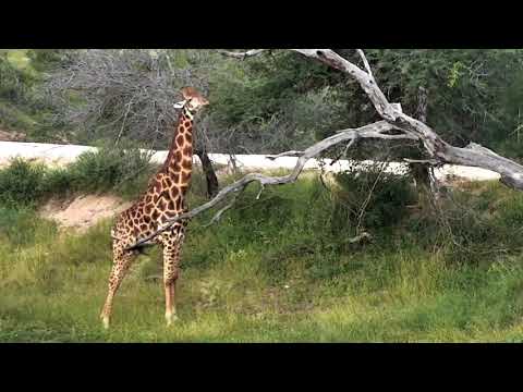 Djuma Private Game Reserve Live Stream: Lone Giraffe