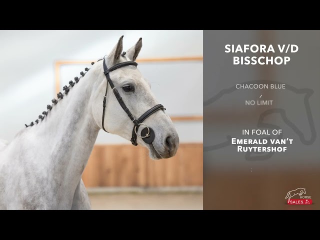 Siafora v/d Bisschop