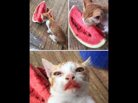 Cats Go Bananas for Watermelon!