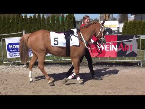 2018-04-02 Ponygalopprennen Fehraltorf