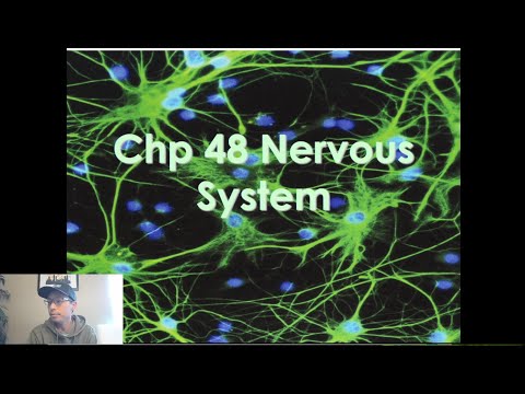 AP Biology- Chapter 48B Lecture: Nervous Divisions and the Brain!