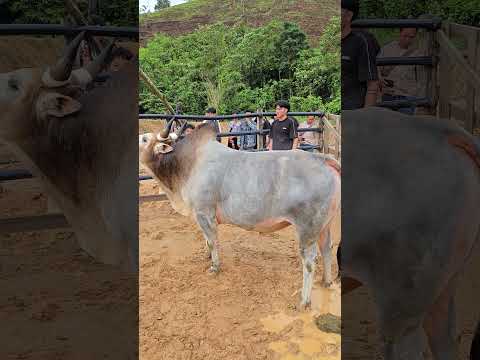 Npom keej nyuj moo mauj