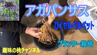[Agapanthus Royal Velvet] Planter cultivation 25/9/10