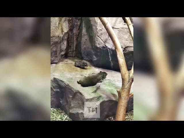 Семейство даманов Брюса в Казанском зоопарке пополнилось четырьмя детенышами